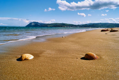 Surface level of shells on sand at beach against sky