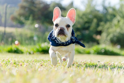 Portrait of french bulldog walking on field during sunny day