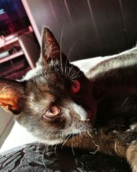 Close-up portrait of cat at home