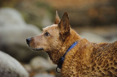 Close-up of hunting dog watching 