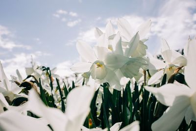 Close-up of white flowering plants