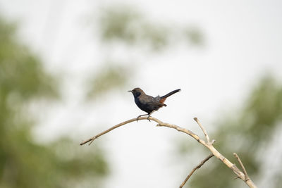 Low angle view of bird perching on branch