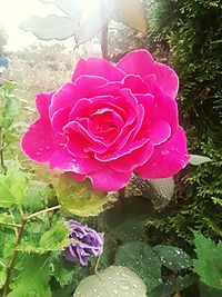 Close-up of wet pink rose blooming outdoors