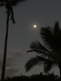 Low angle view of silhouette palm trees against sky at night