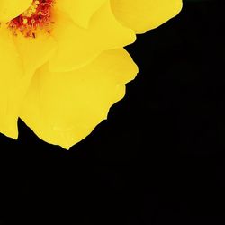 Close-up of yellow flowers