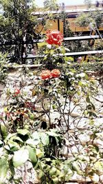 Close-up of flowering plants