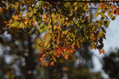 Low angle view of maple tree against sky