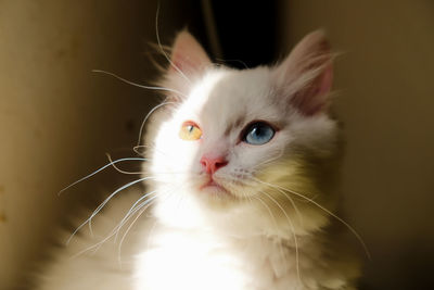 Close-up portrait of cat