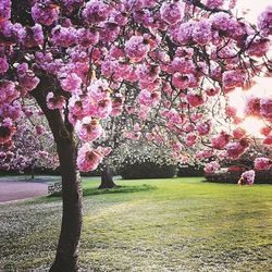 View of pink flowers in park