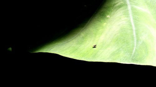 Close-up of insect on leaf