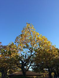 Low angle view of flowers against blue sky