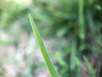 Close-up of fresh green plant