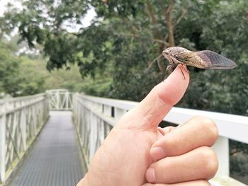 Close-up of hand holding butterfly