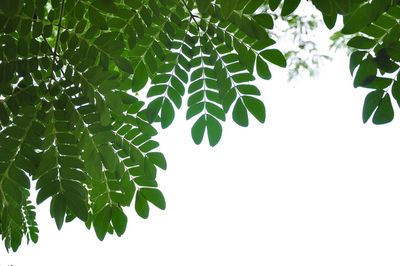 Low angle view of leaves against tree