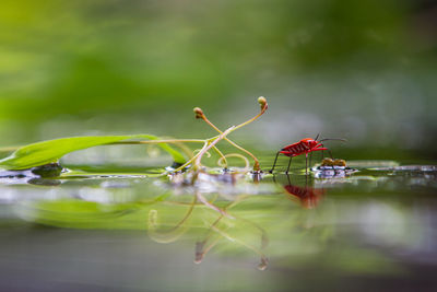 Close-up of duck in a lake