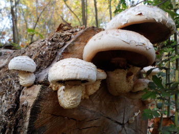 Close-up of mushrooms growing on tree trunk in forest