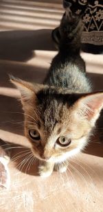 Close-up portrait of a cat at home