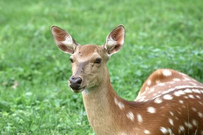 Portrait of deer on field