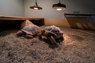 turtle