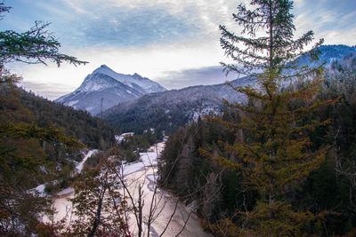 Pine trees on snowcapped mountains against sky