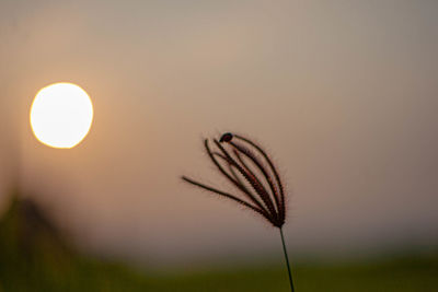 Silhouette plant against sky during sunset