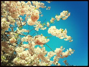 Low angle view of cherry blossom tree