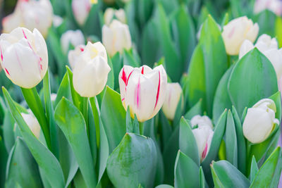 Close up of blooming field of white tulips, floral background
