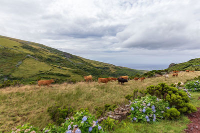 Horses in a field