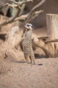 One meerkat in a zoo.