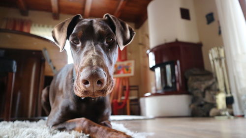 Portrait of dog at home