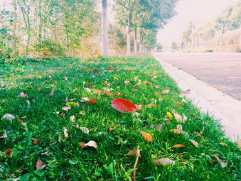 Flowers growing in park