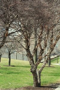 Bare trees on grassy field