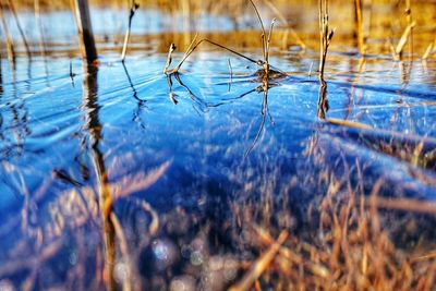 Reflection of trees in water