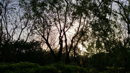 Low angle view of trees in forest against sky