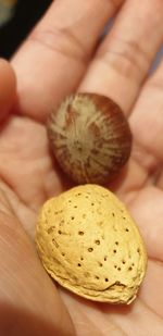 Close-up of hand holding bread