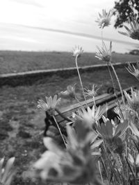 Close-up of flowers against sky