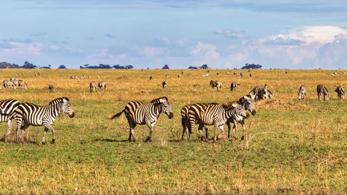 A many zebras in serengeti national park tanzania