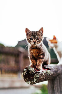 Portrait of tabby cat on wood