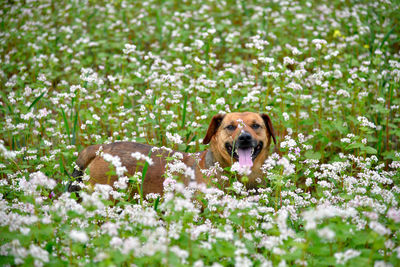 Portrait of dog on field