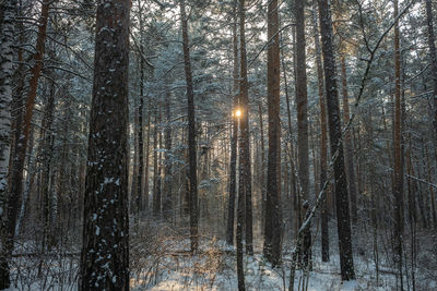 Pine trees in forest during winter