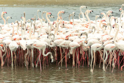 View of birds in lake