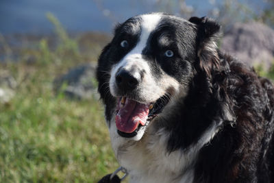 Beautiful view of an australian shepherd dog on a summer morning.