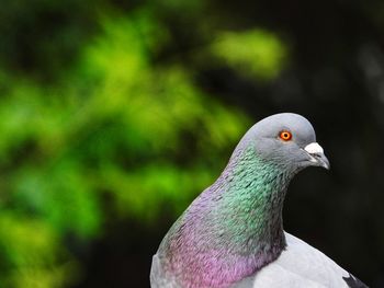 Close-up of pigeon