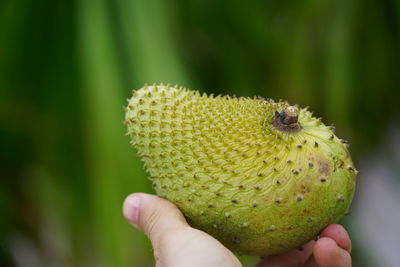 Close-up of hand holding fruit