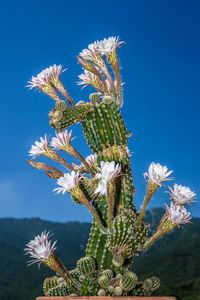 Cactus against clear blue sky