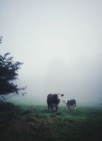 Horses in a field