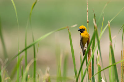 Close-up of bird perching on plant