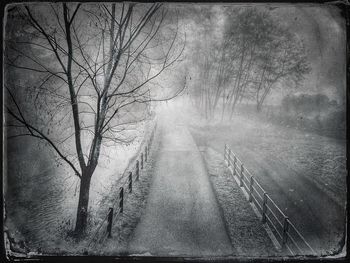 Bare trees in the dark