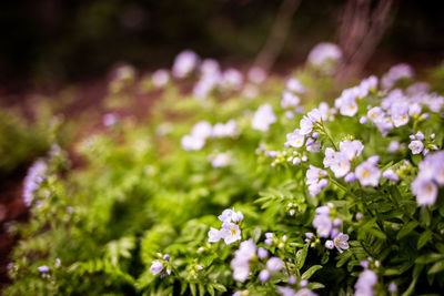 Close-up of purple flowering plant on field