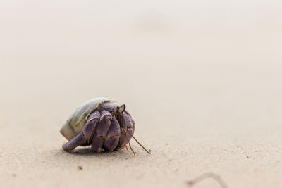 Close-up of animal at beach